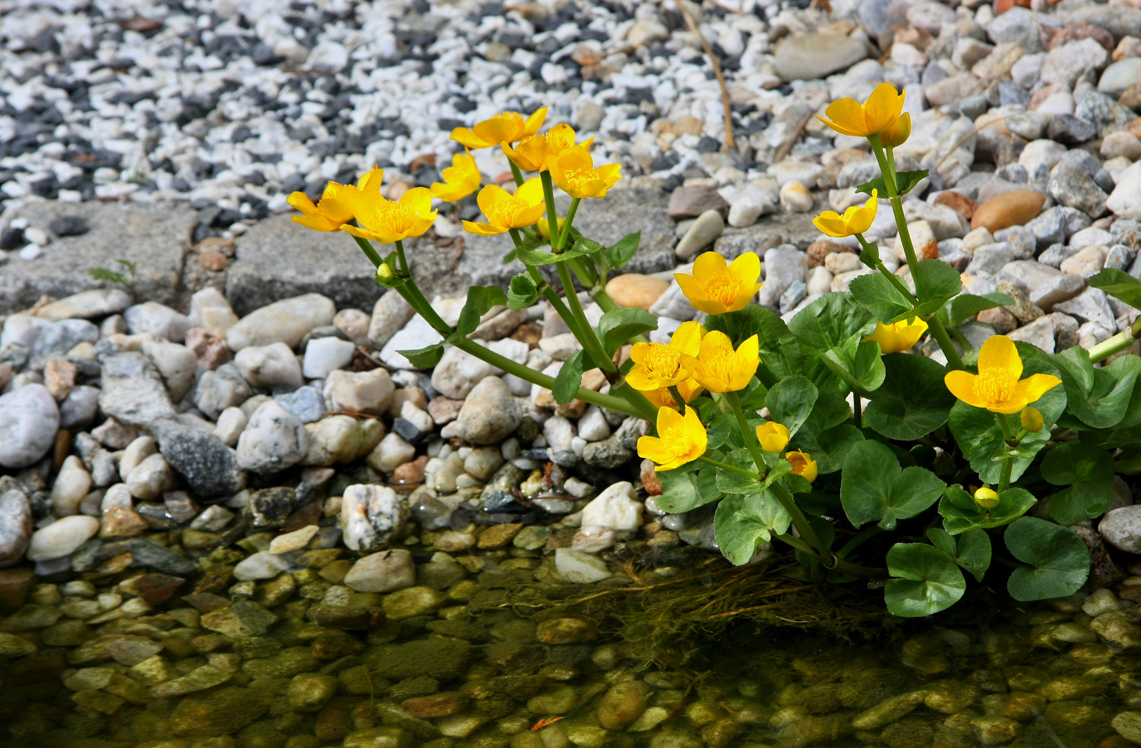 Ein Frühlingsgruß