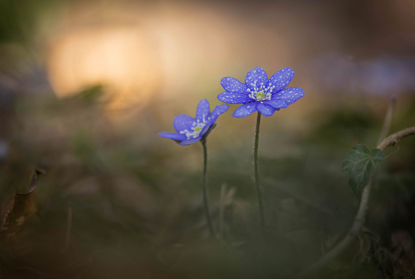 Frühlingsgruß Bilder: Bringing Spring to Life with Drawing