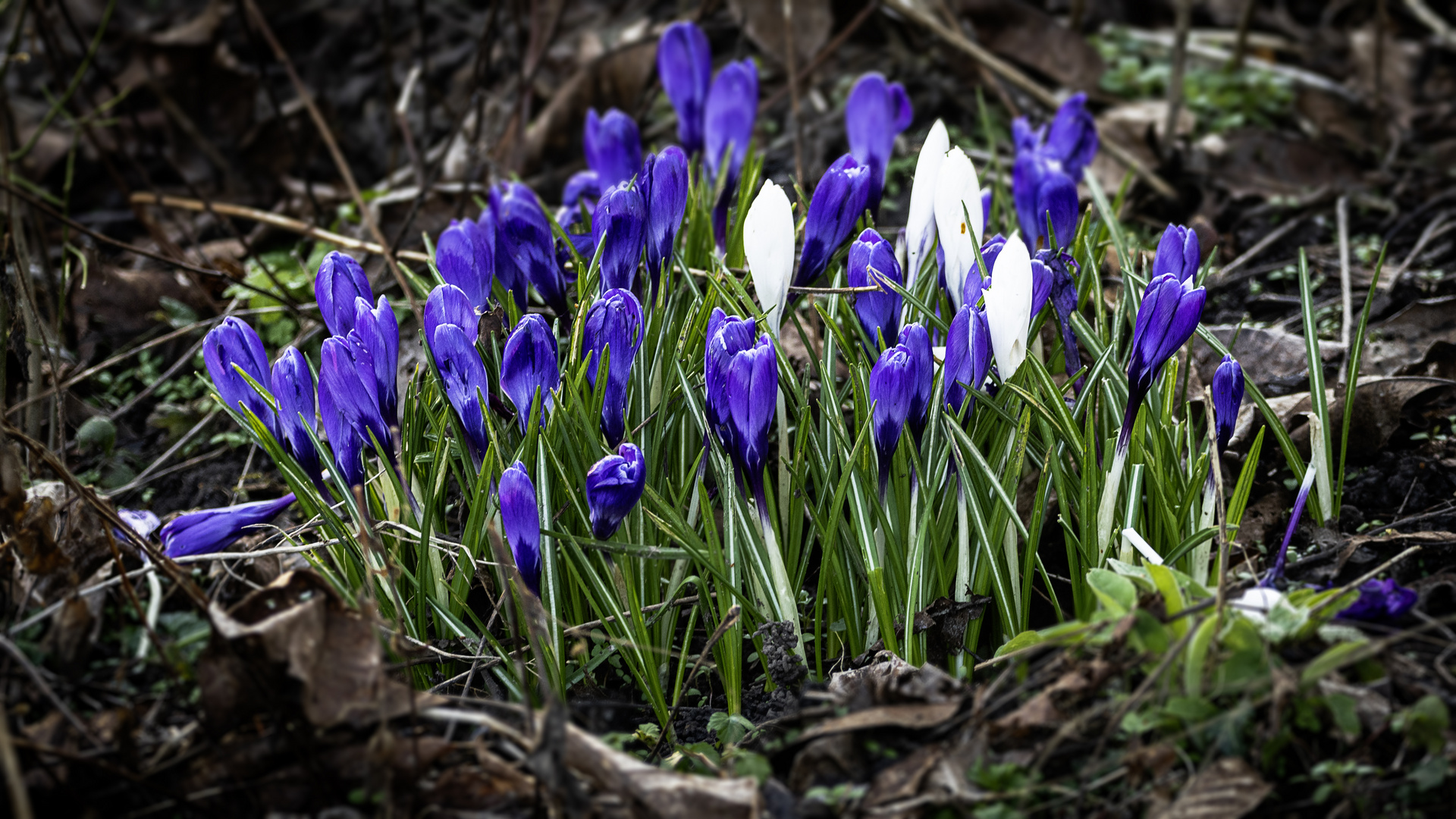 Ein Frühlingsgruss