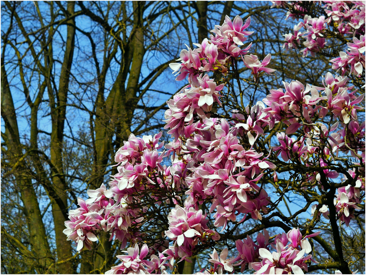 Ein Frühlingsgruß