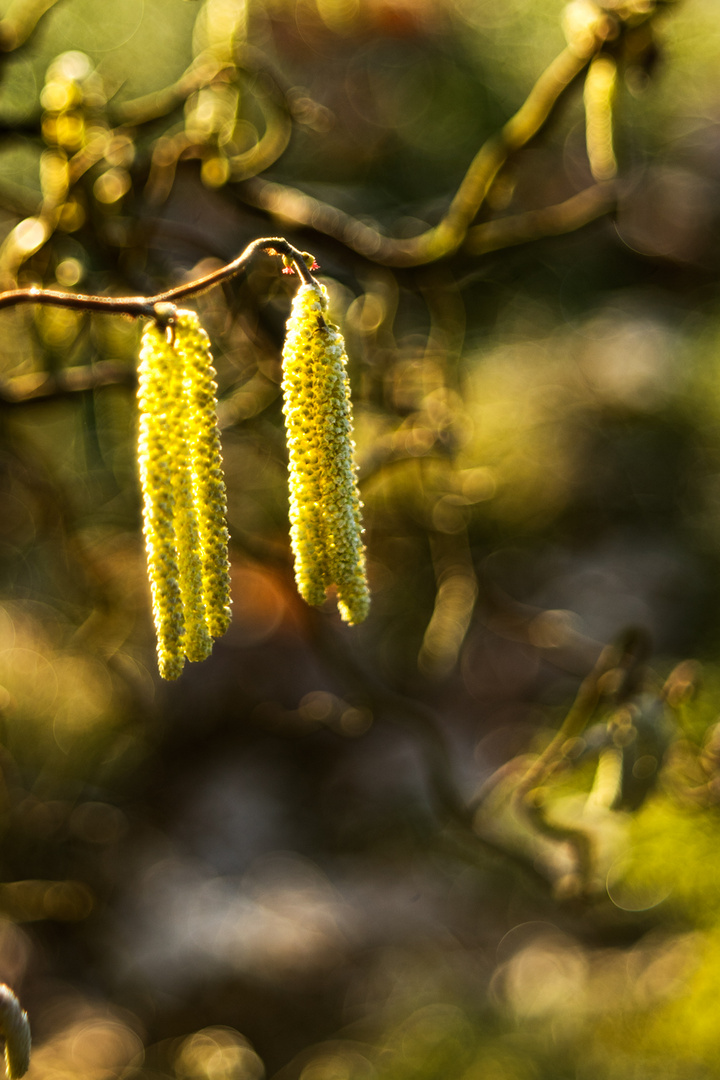 Ein Frühlingsgruß