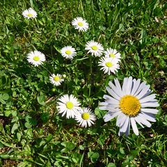 Ein Frühlingsgruß