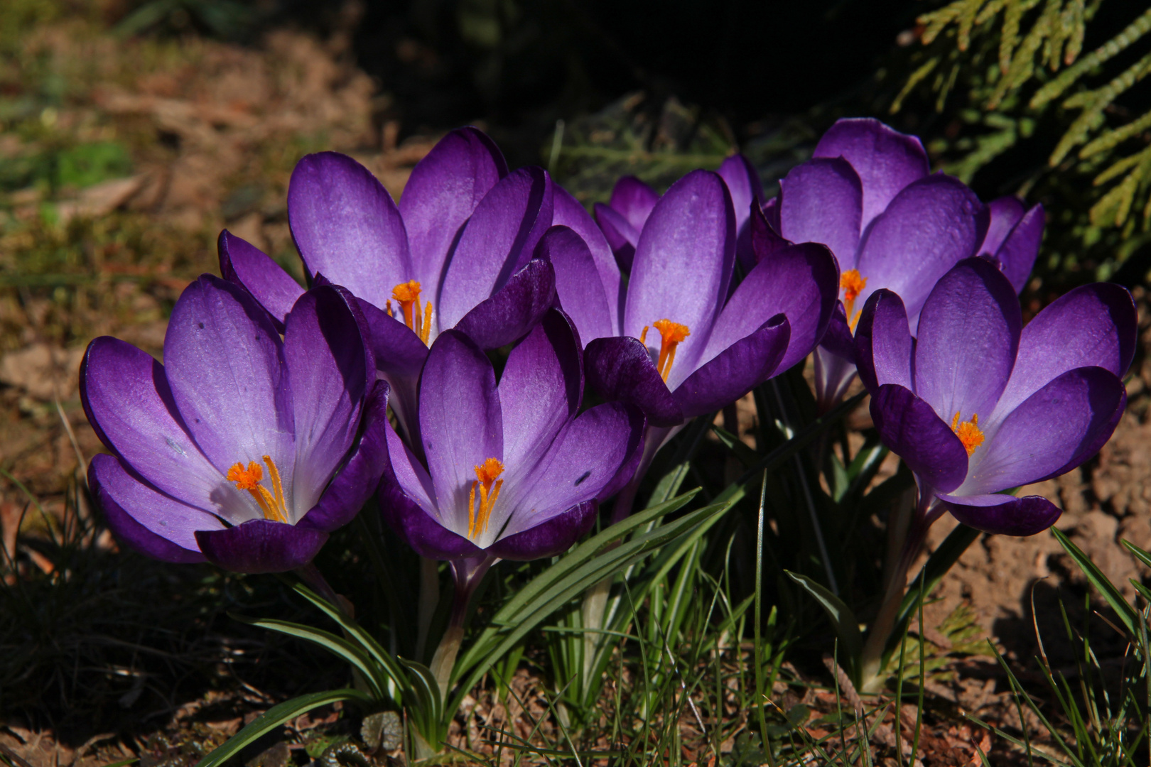 Ein Frühlingsgruß