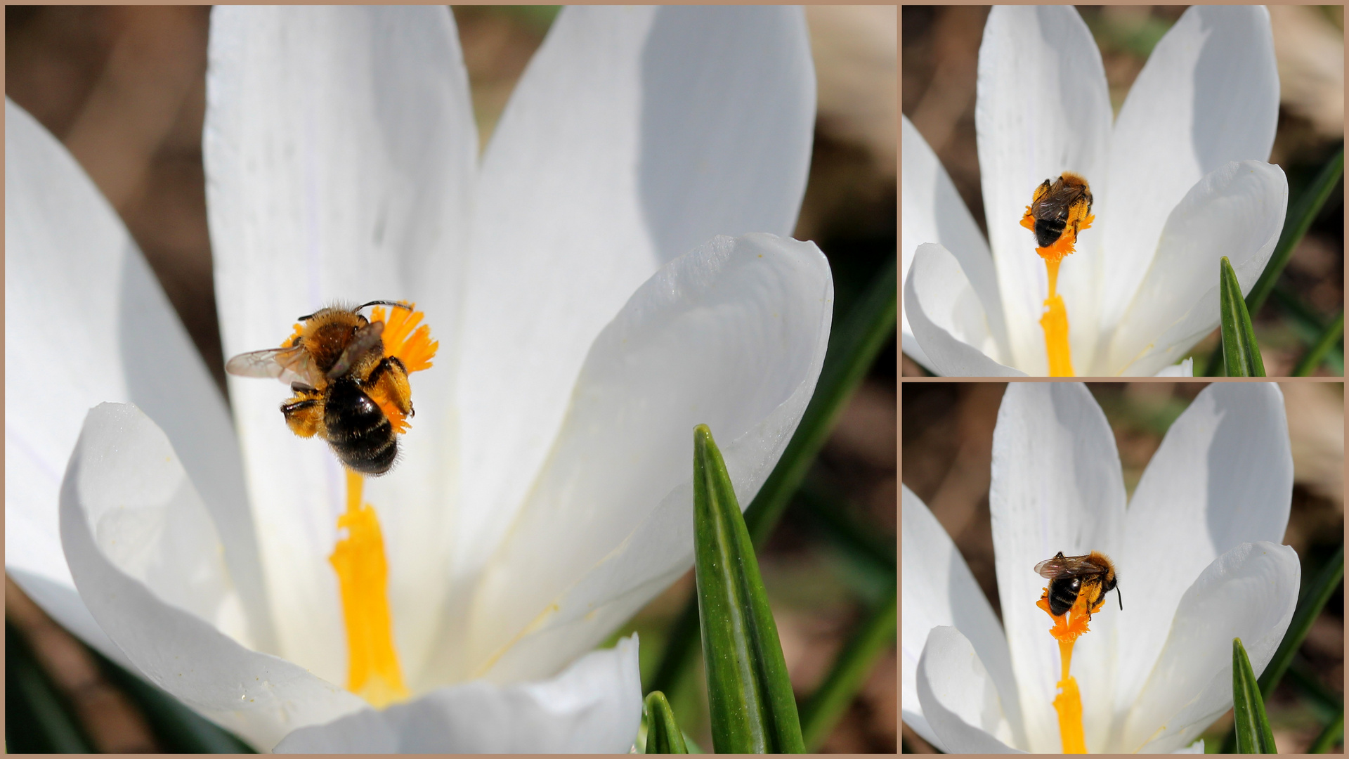 Ein Frühlingsgruß (II).