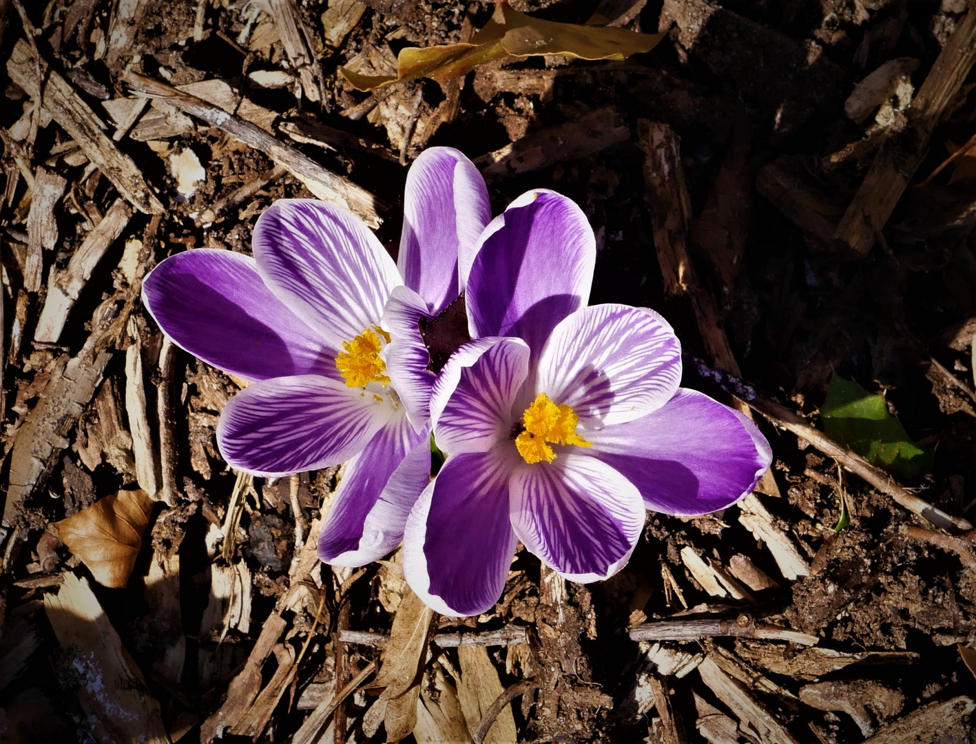 Ein Frühlingsgruß - Krokusse leuchten in der Mittagssonne