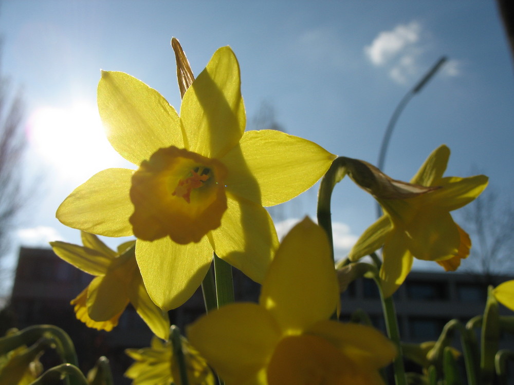 Ein Frühlingsgruss März 2009