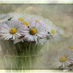 - Ein Frühlingsgruß mit Gänseblümchen -