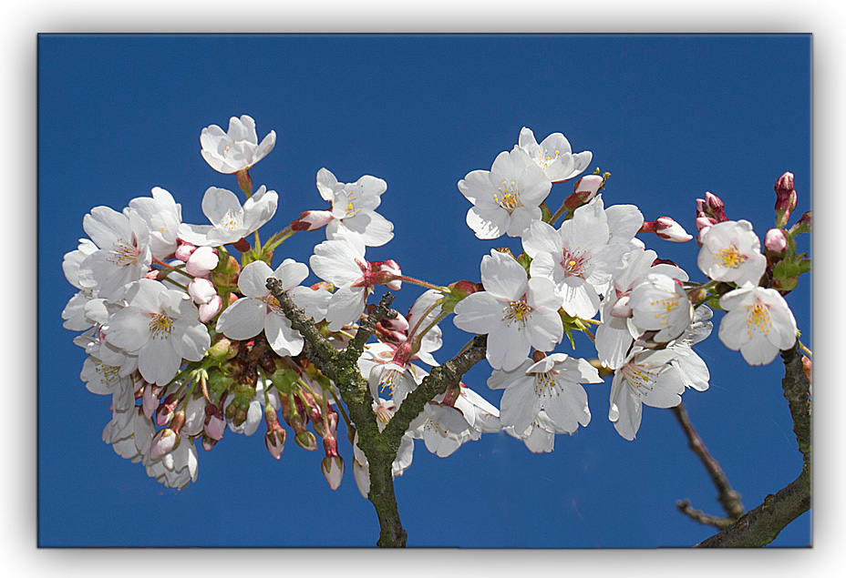 EIN FRÜHLINGSGRUSS VON MIR AN EUCH