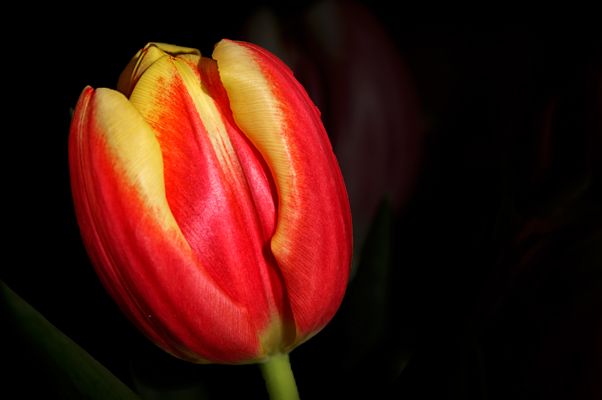 Ein frühlingshafter Beitrag.....