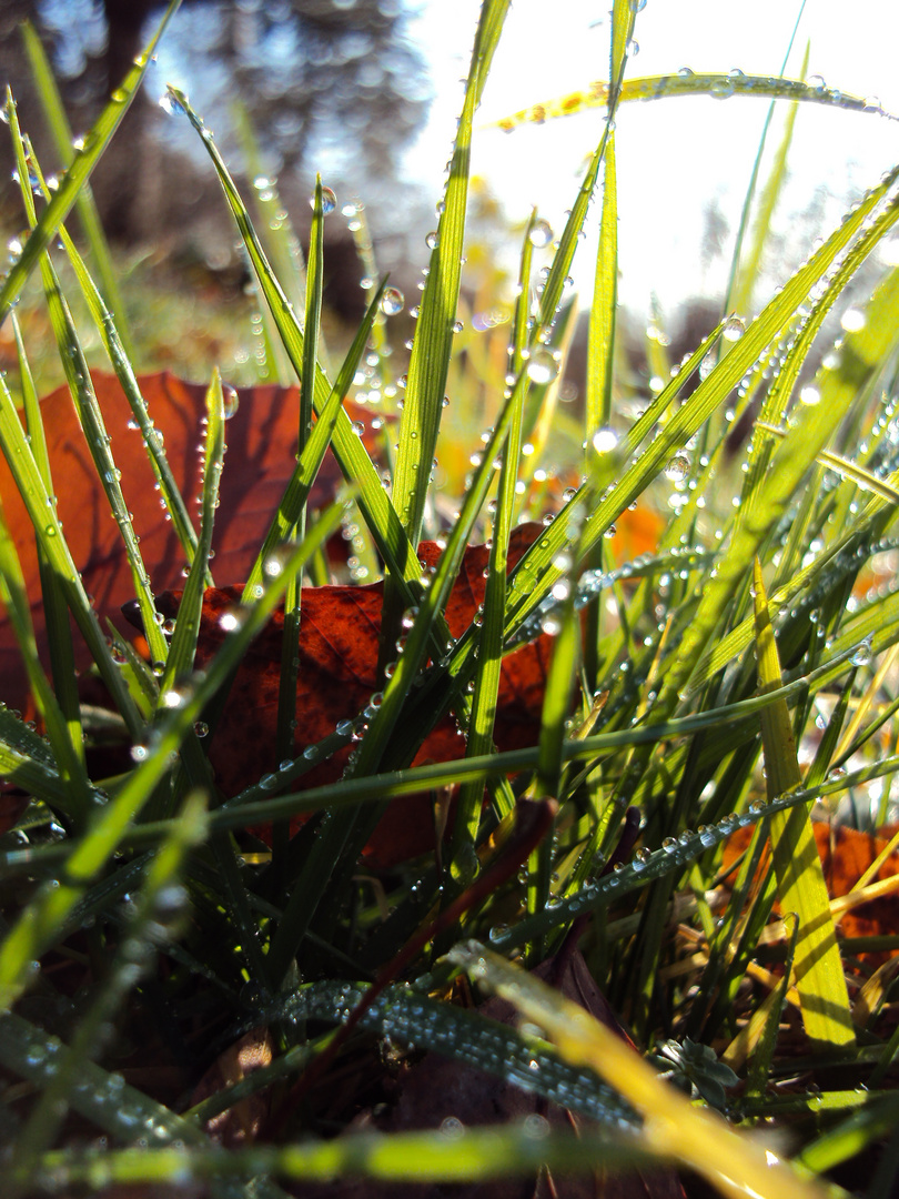 ein frühlingshafter Herbstmorgen