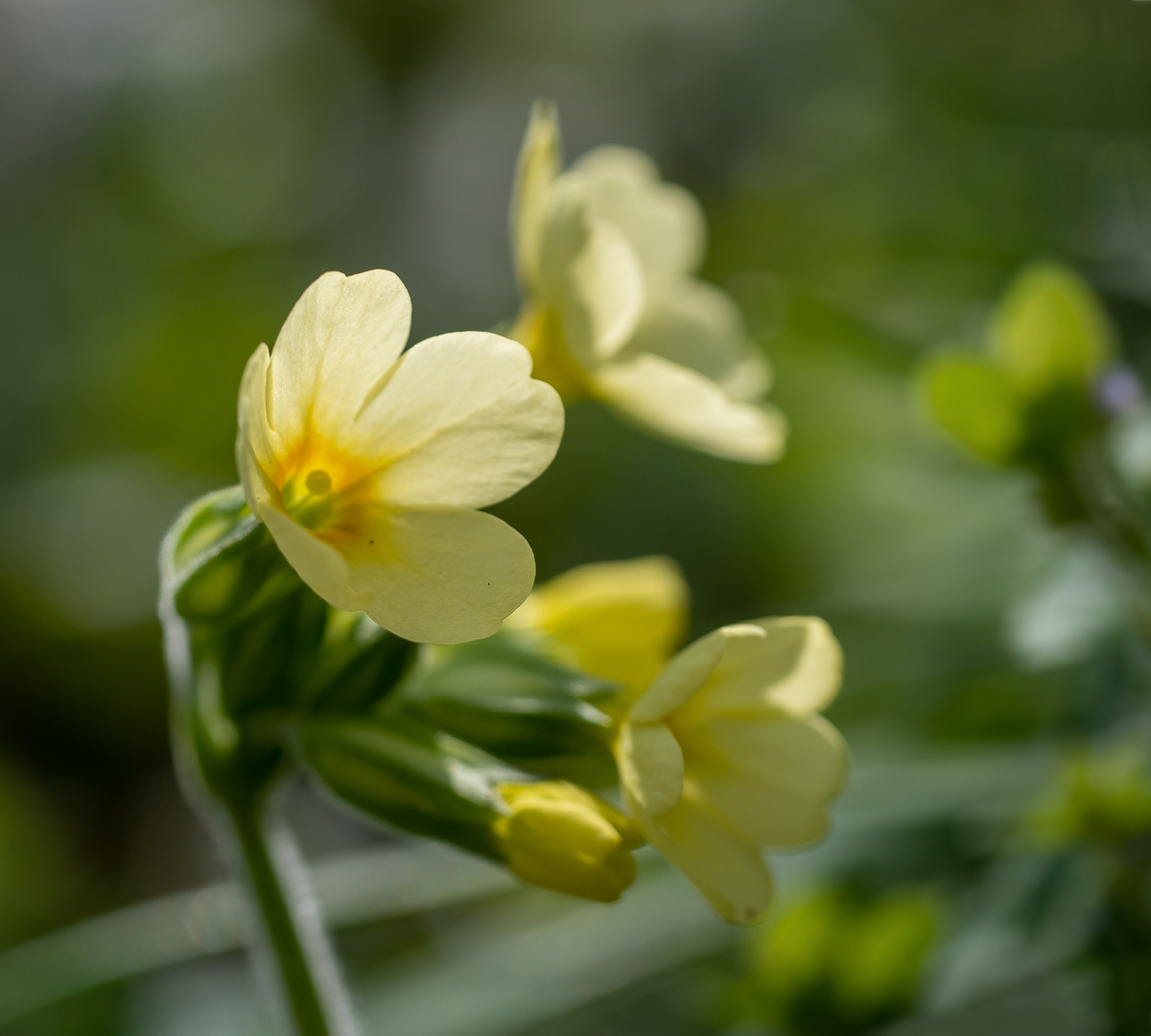 ein Frühlingslächeln...