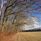 ein Frühlingsspaziergang mit Himmelsblau ...