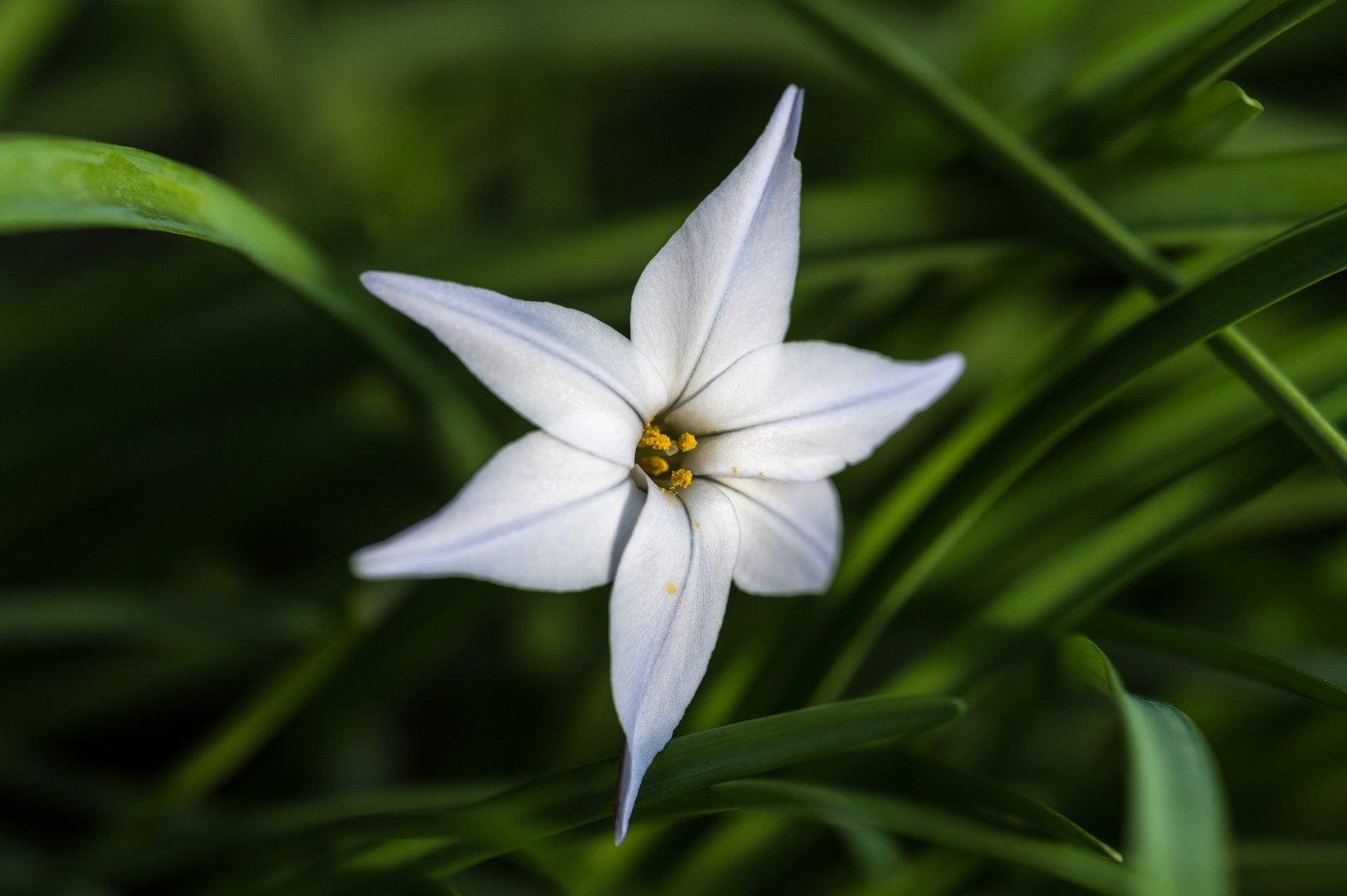 Ein Frühlingsstern    ( auch Sternblume ) 