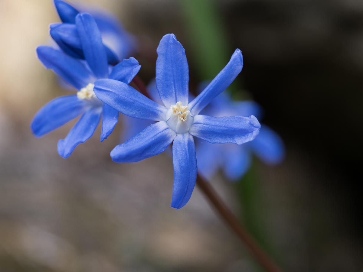 Ein Frühlingssternchen