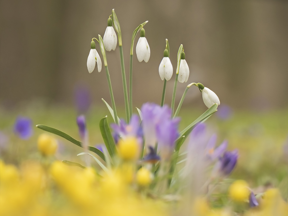 ein Frühlingsstrauß