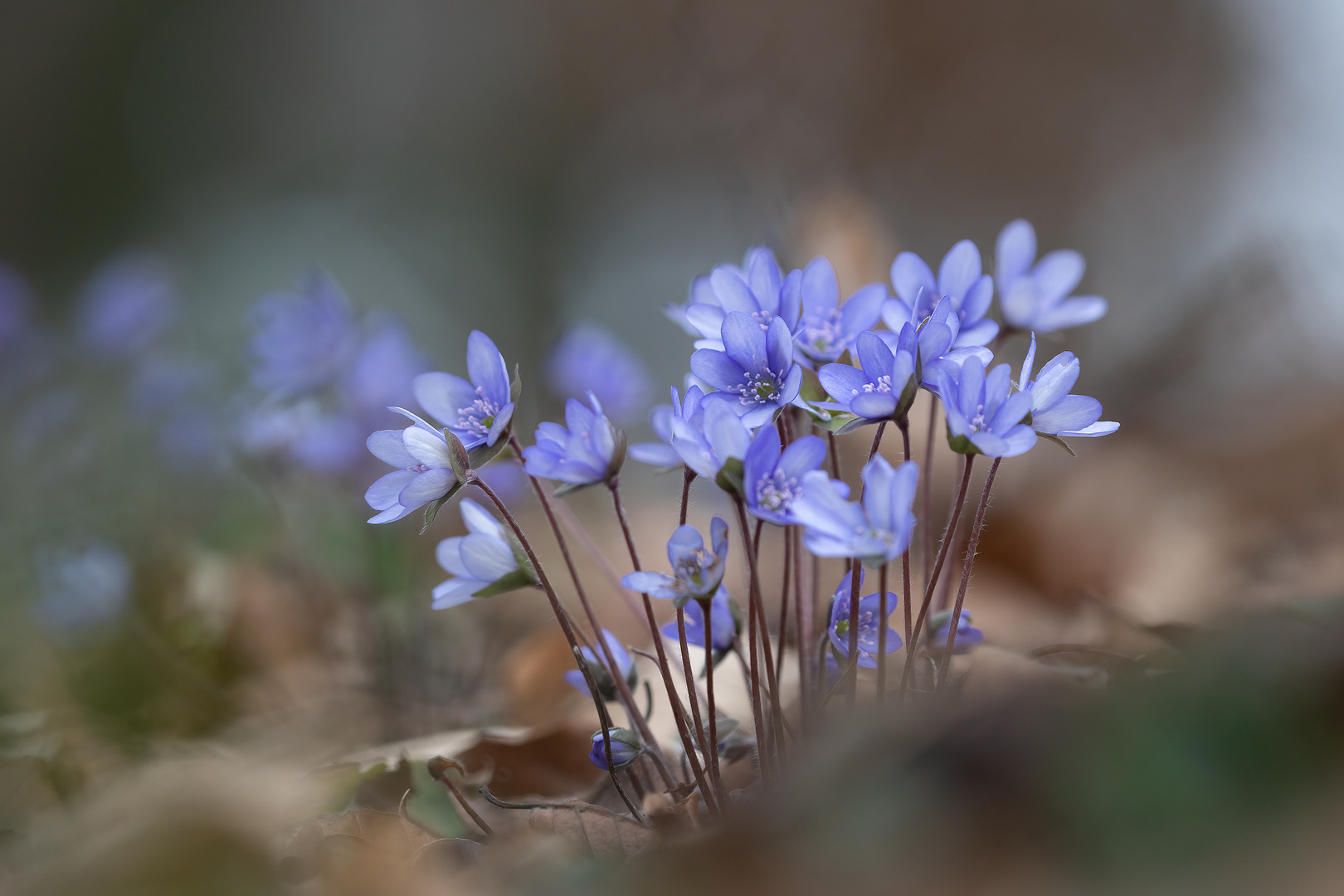 Ein Frühlingsstrauß Leberblümchen