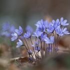 Ein Frühlingsstrauß Leberblümchen