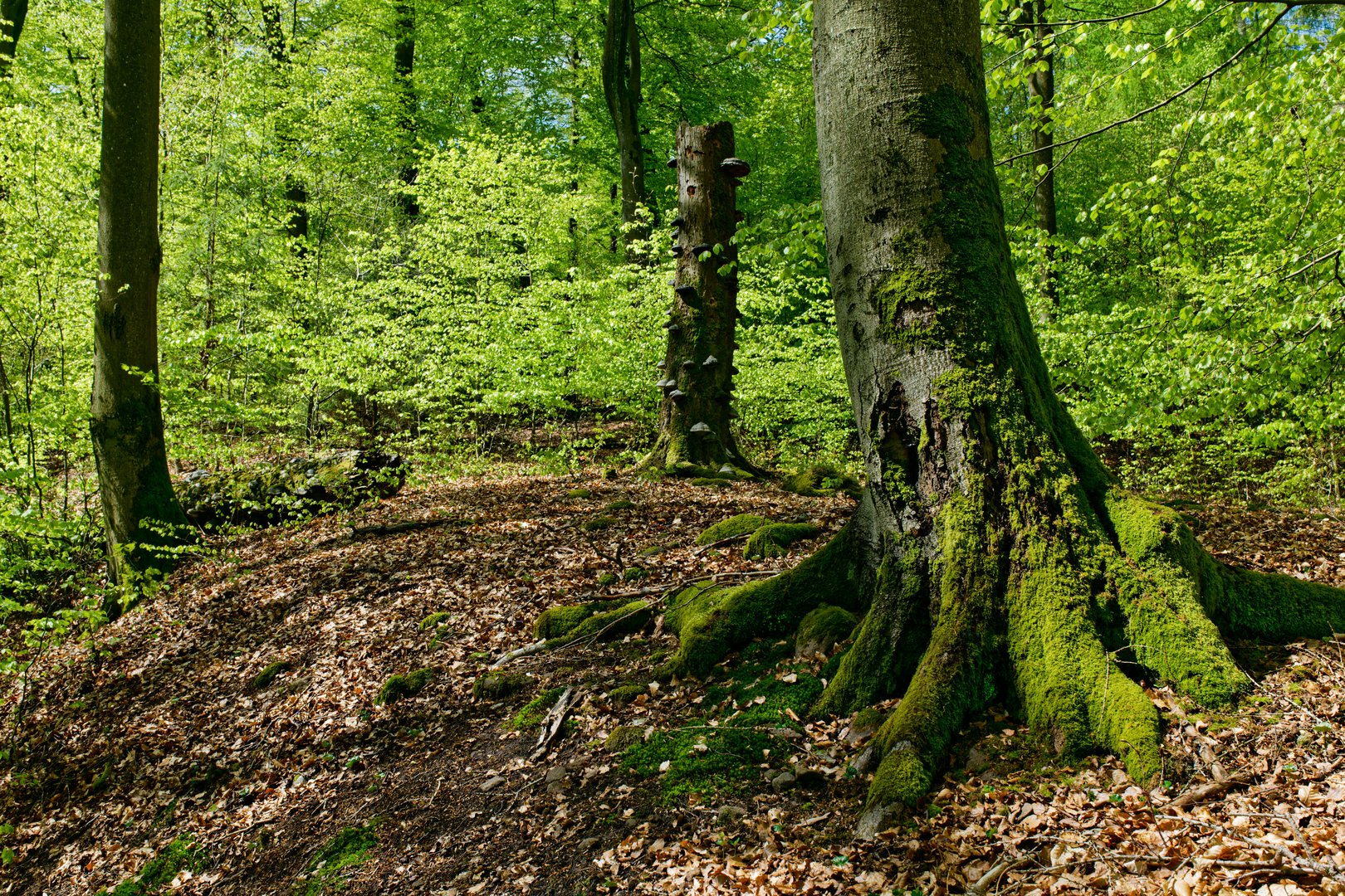 Ein Frühlingstag im Laubwald (2)