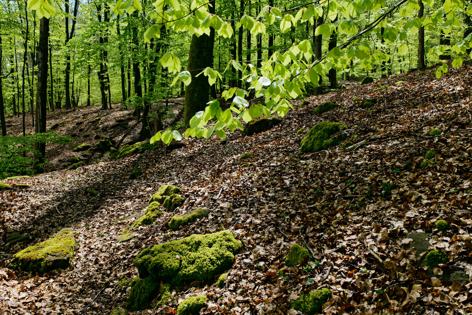 Ein Frühlingstag im Laubwald