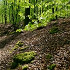 Ein Frühlingstag im Laubwald