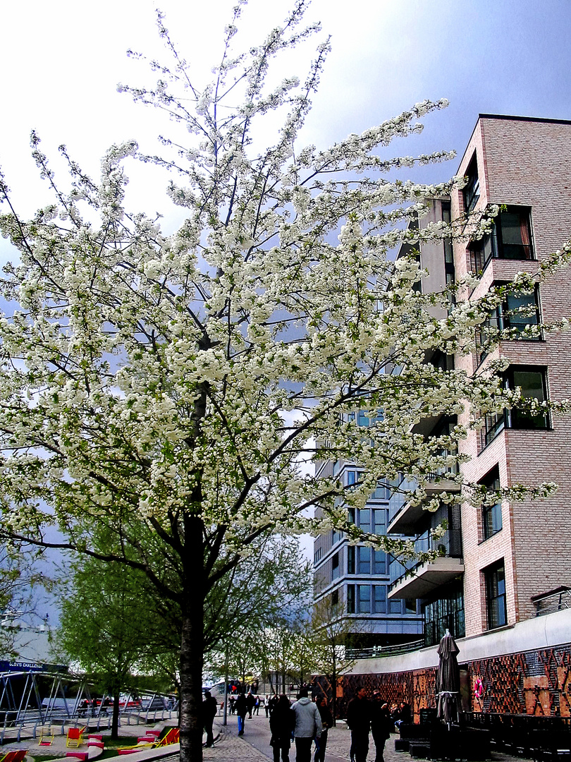 Ein Frühlingstag in der Hafencity Hamburg