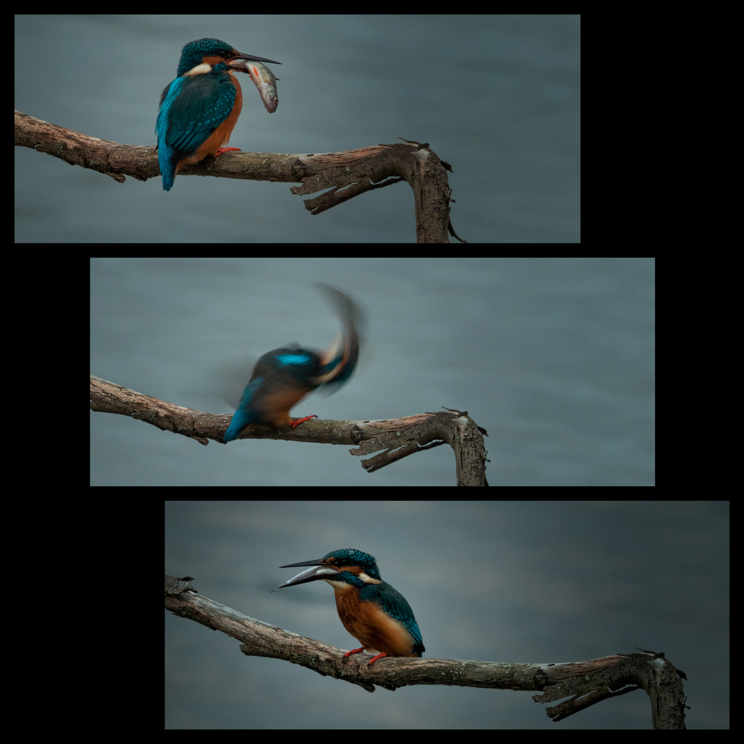 Ein frustrierter Eisvogel