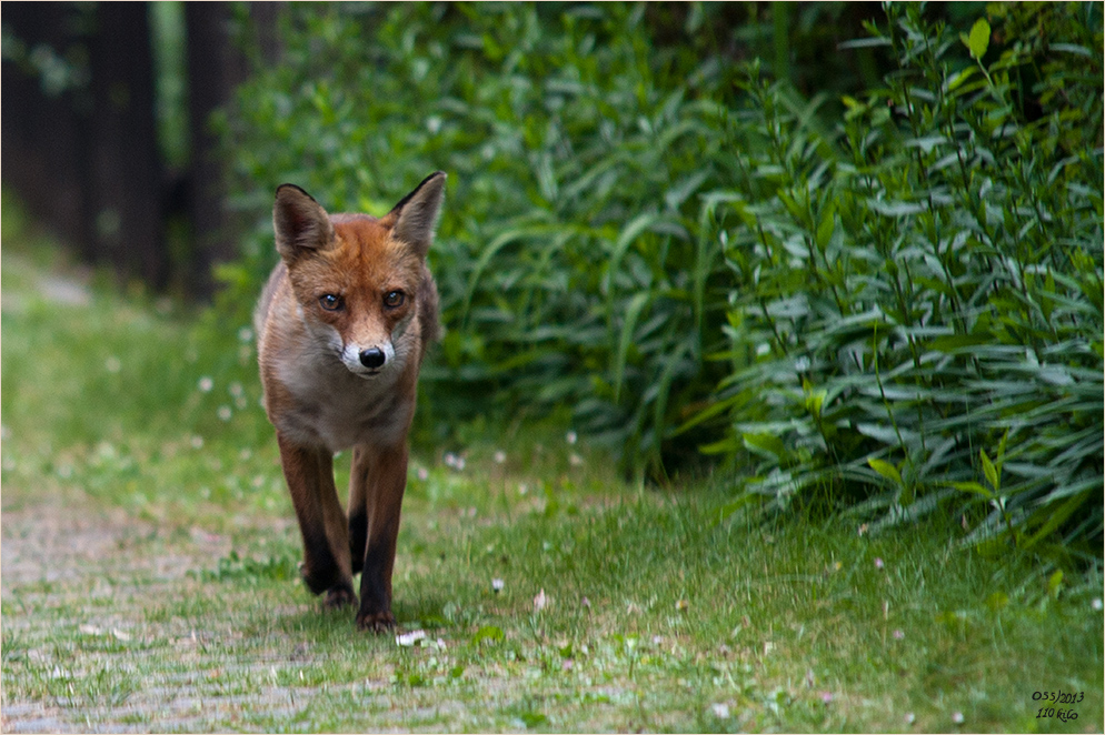 ein Fuchs