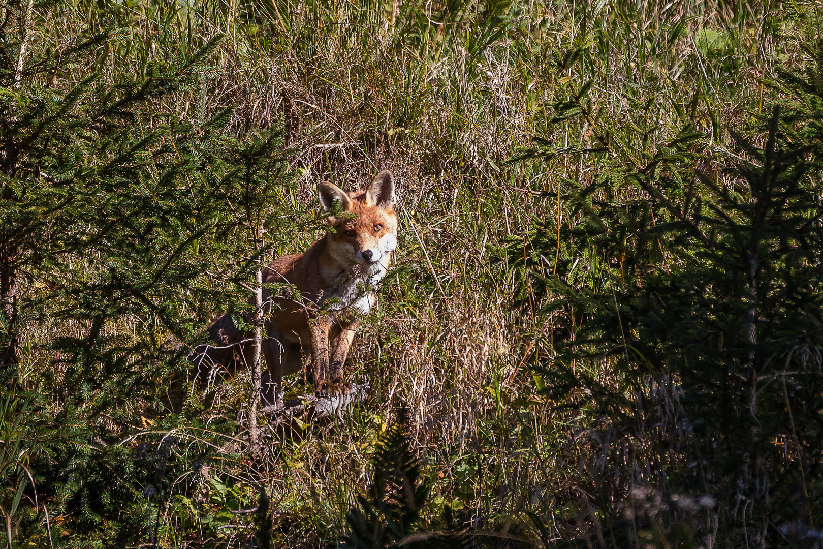 Ein Fuchs