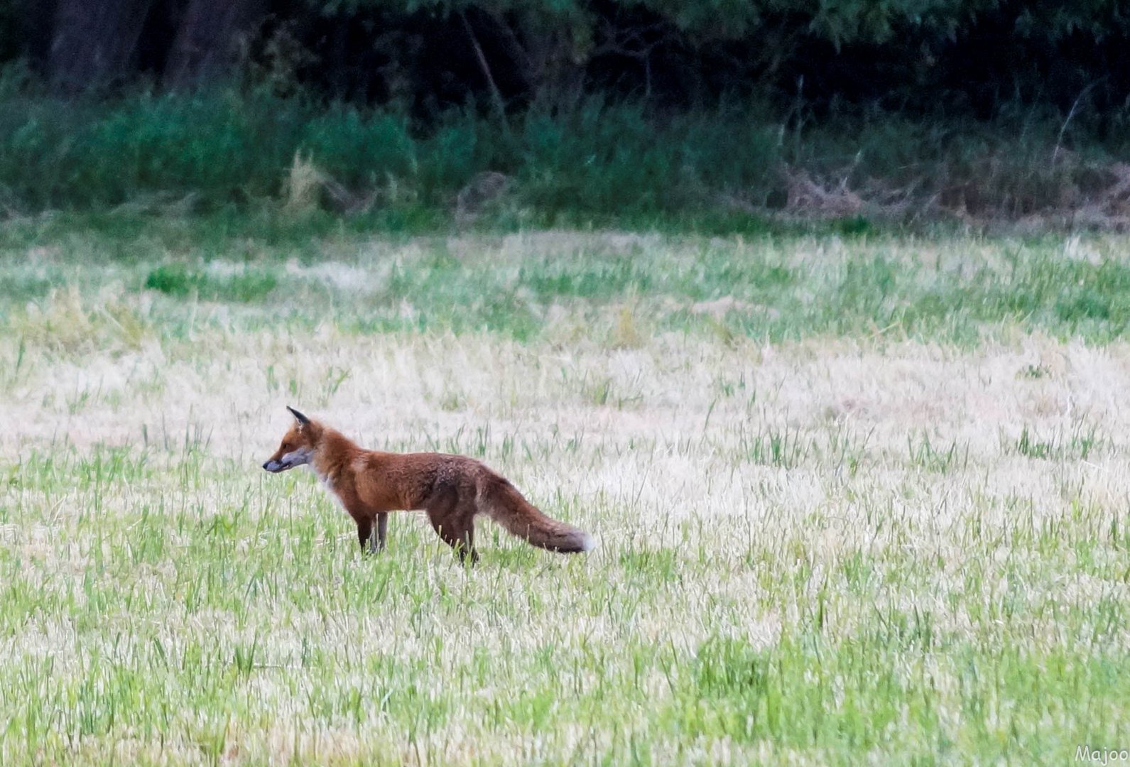 Ein Fuchs am frühen Morgen