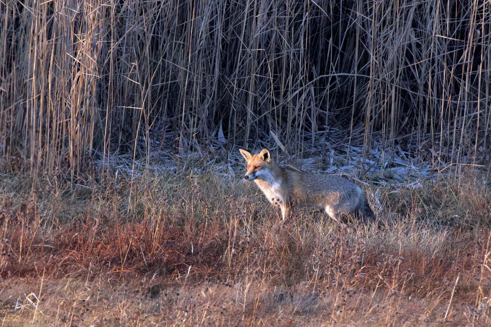 Ein Fuchs am frühen Morgen...