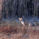 Ein Fuchs am frühen Morgen...