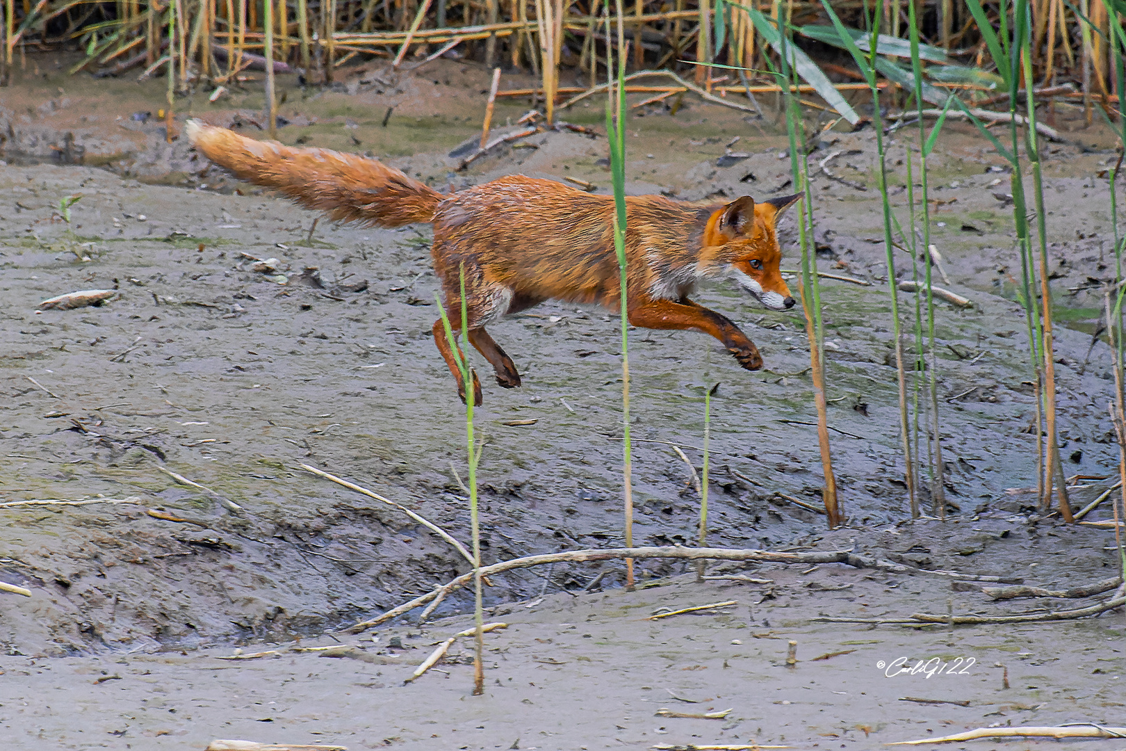 Ein Fuchs auf Abwegen-2 