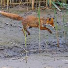 Ein Fuchs auf Abwegen-2 