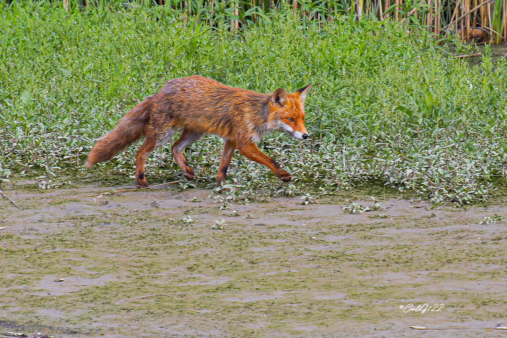 Ein Fuchs auf Abwegen 