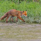 Ein Fuchs auf Abwegen 