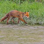 Ein Fuchs auf Abwegen 