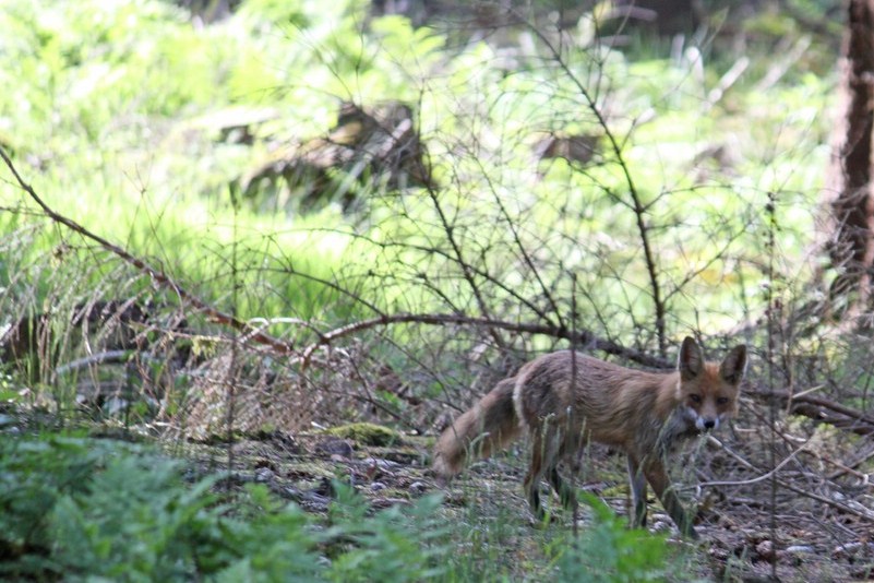 ...ein Fuchs auf Wanderschaft...