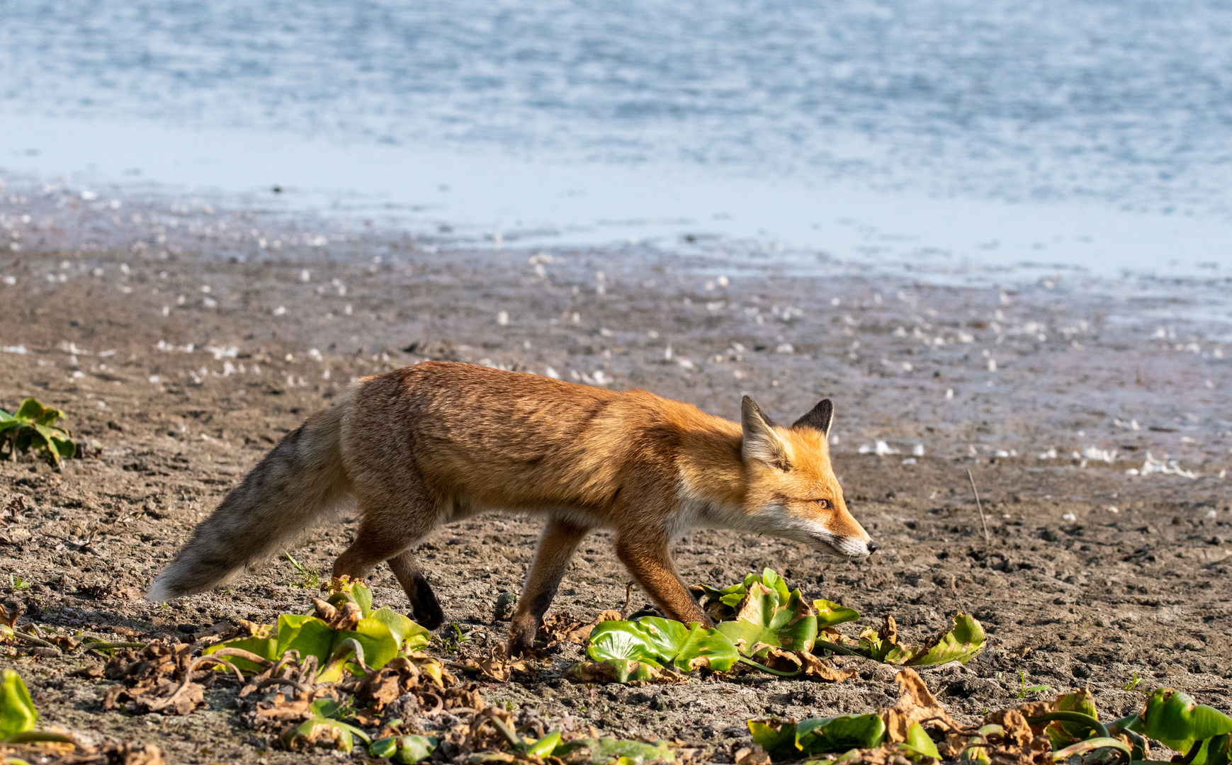 ein Fuchs