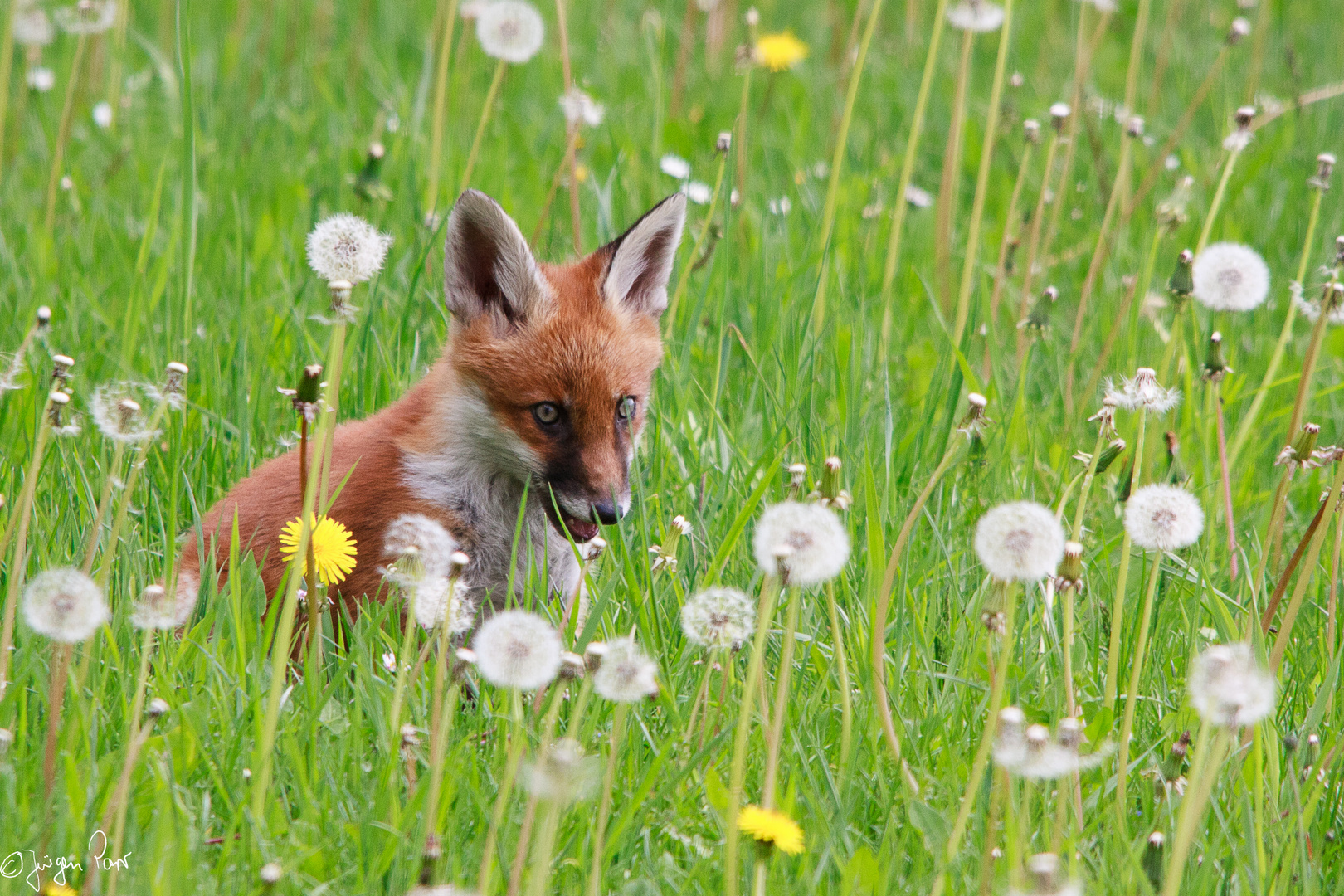 Ein Fuchs bei der Hypnose.