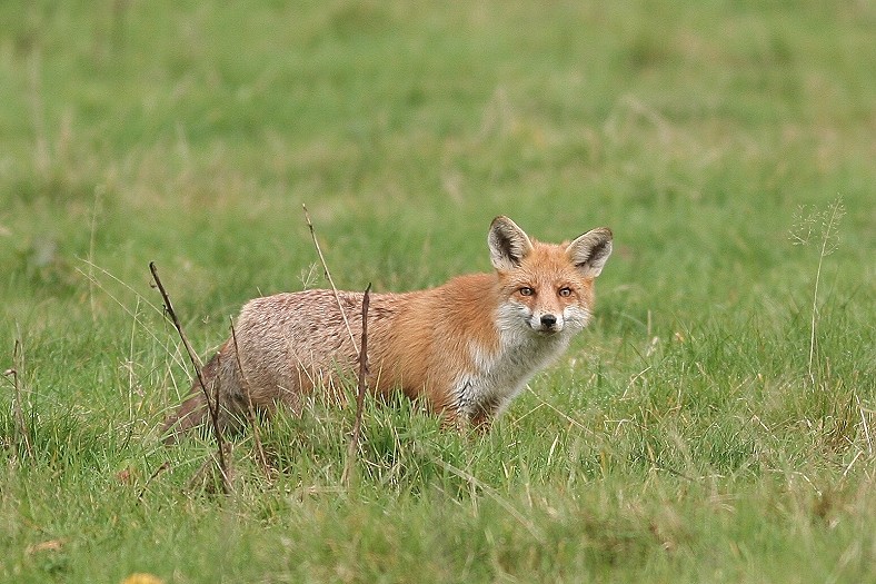 Ein Fuchs beim Mausen