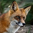 Ein Fuchs