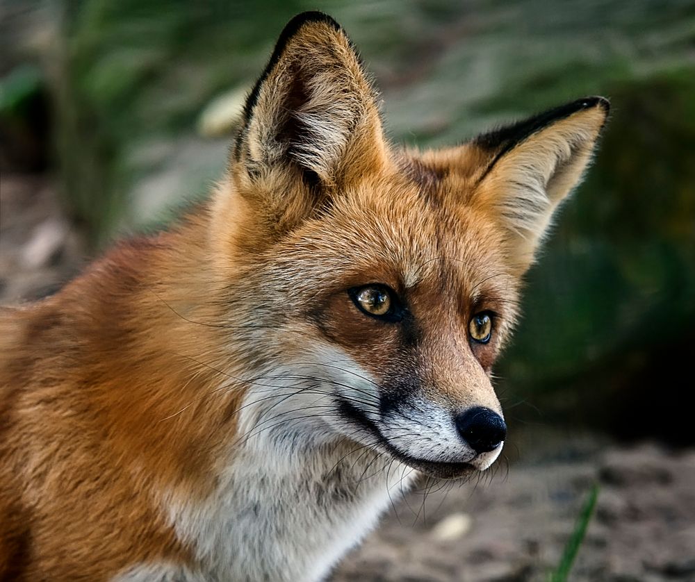 Ein Fuchs Foto &amp; Bild tiere, wildlife, säugetiere Bilder auf