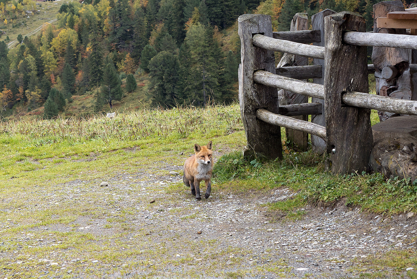 Ein Fuchs..