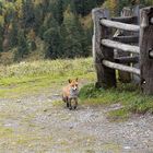 Ein Fuchs..