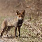 Ein Fuchs des Weges