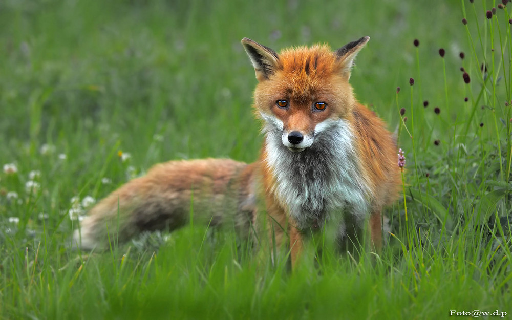 Ein Fuchs hat Sommerferien