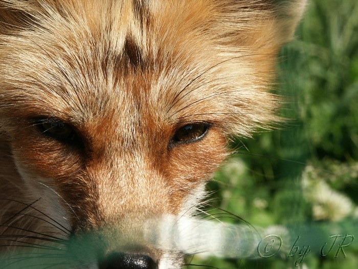 Ein Fuchs im Freisener Wildpark