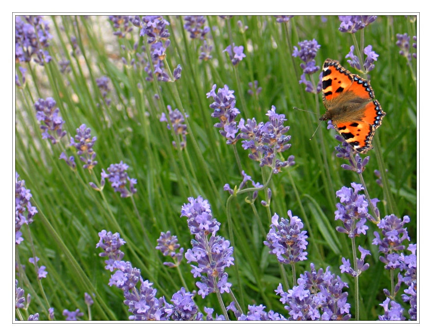 ein Fuchs im Lavendel