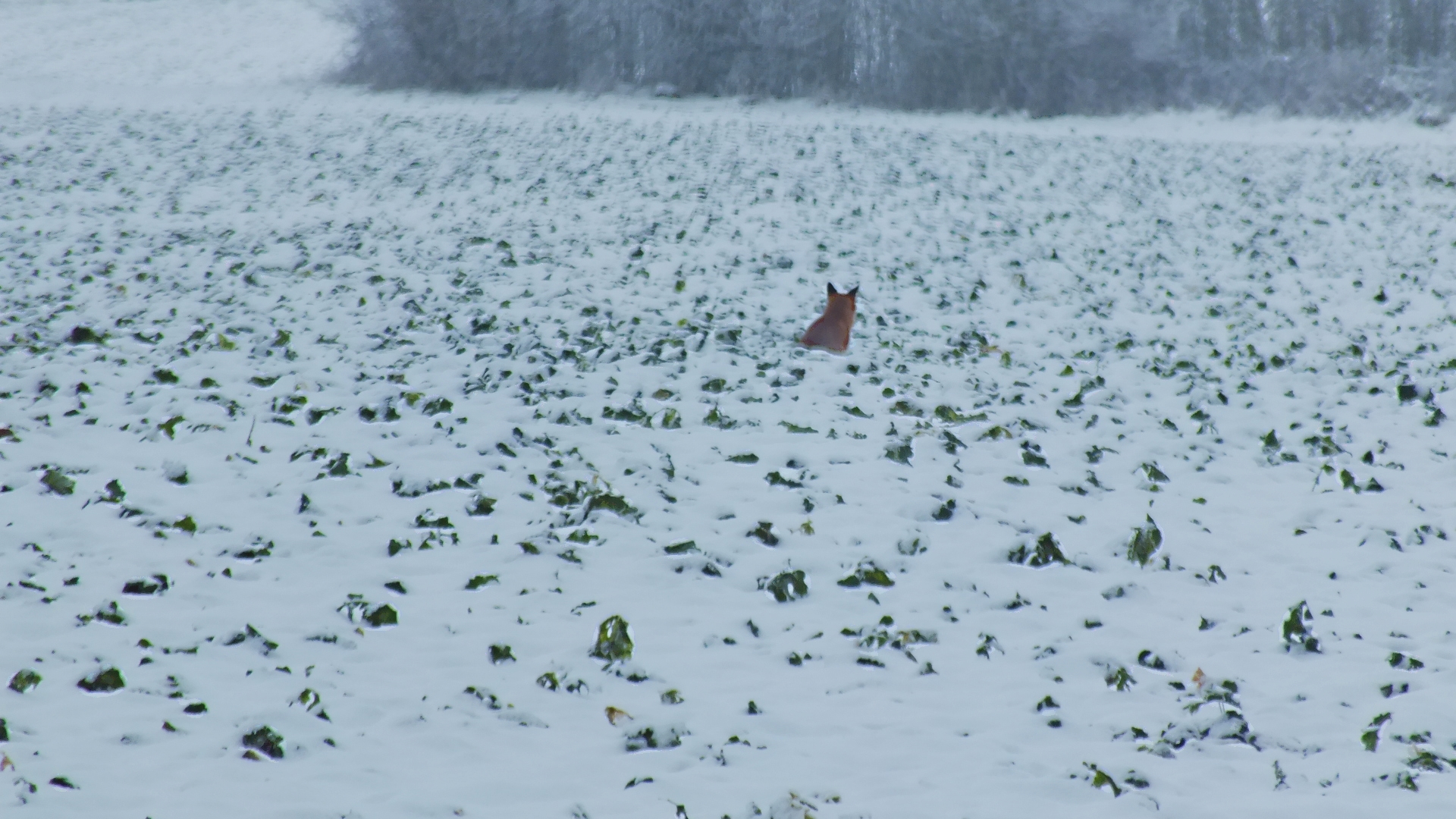 Ein Fuchs im Schnee