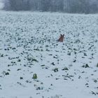 Ein Fuchs im Schnee